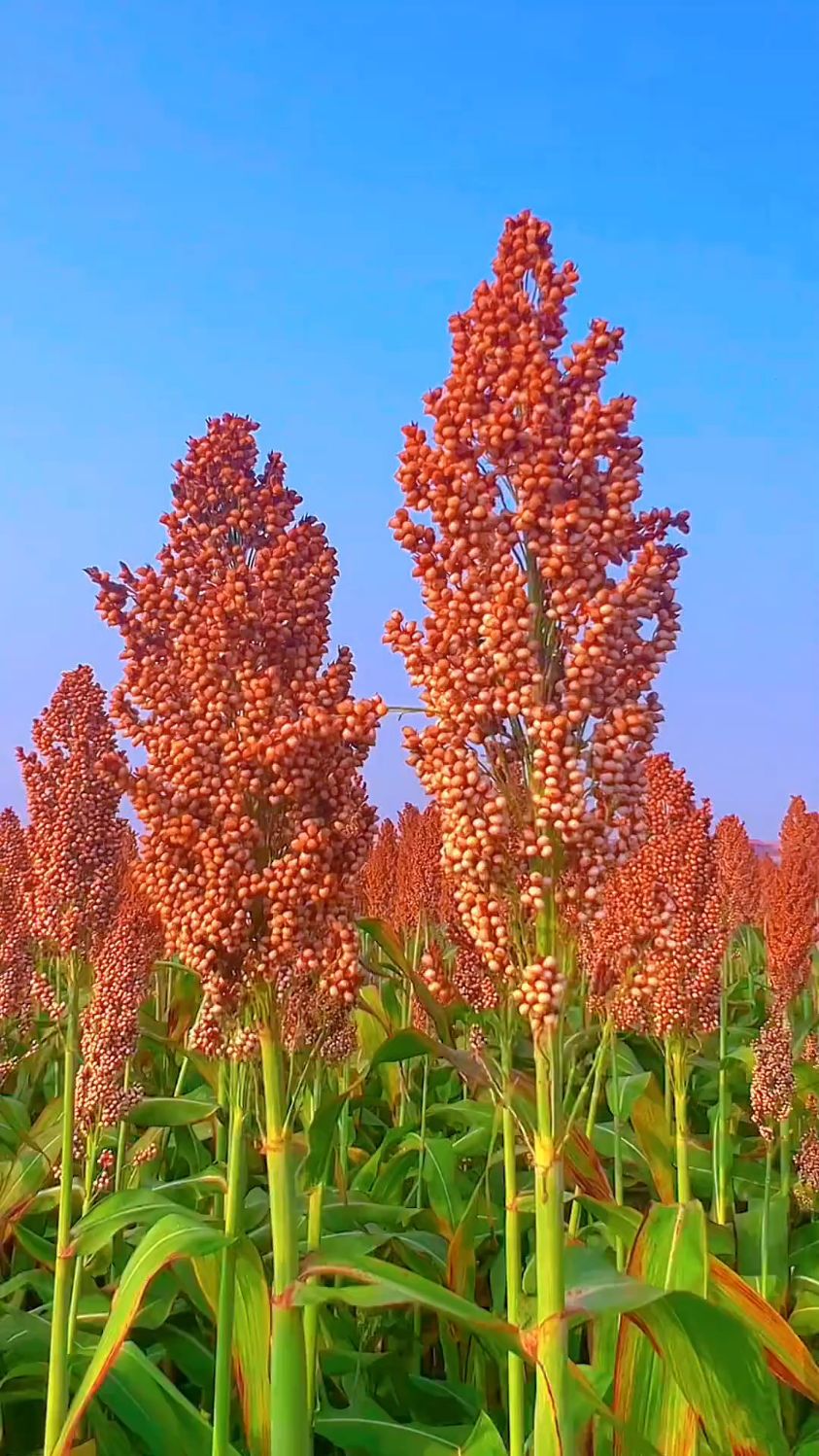 我们平时吃的精米白面等细粮而言的,主要包括谷类中的玉米,紫米,高粱