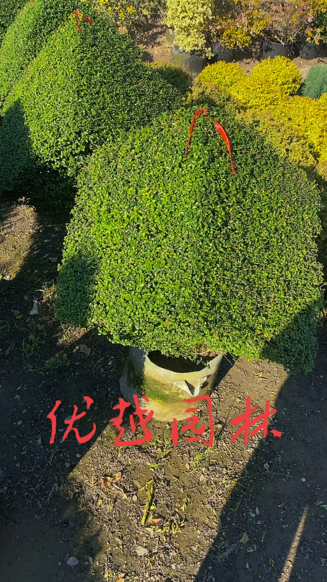 川滇蜡树四季常青不落叶耐寒耐旱适合庭院别墅农家小院栽植