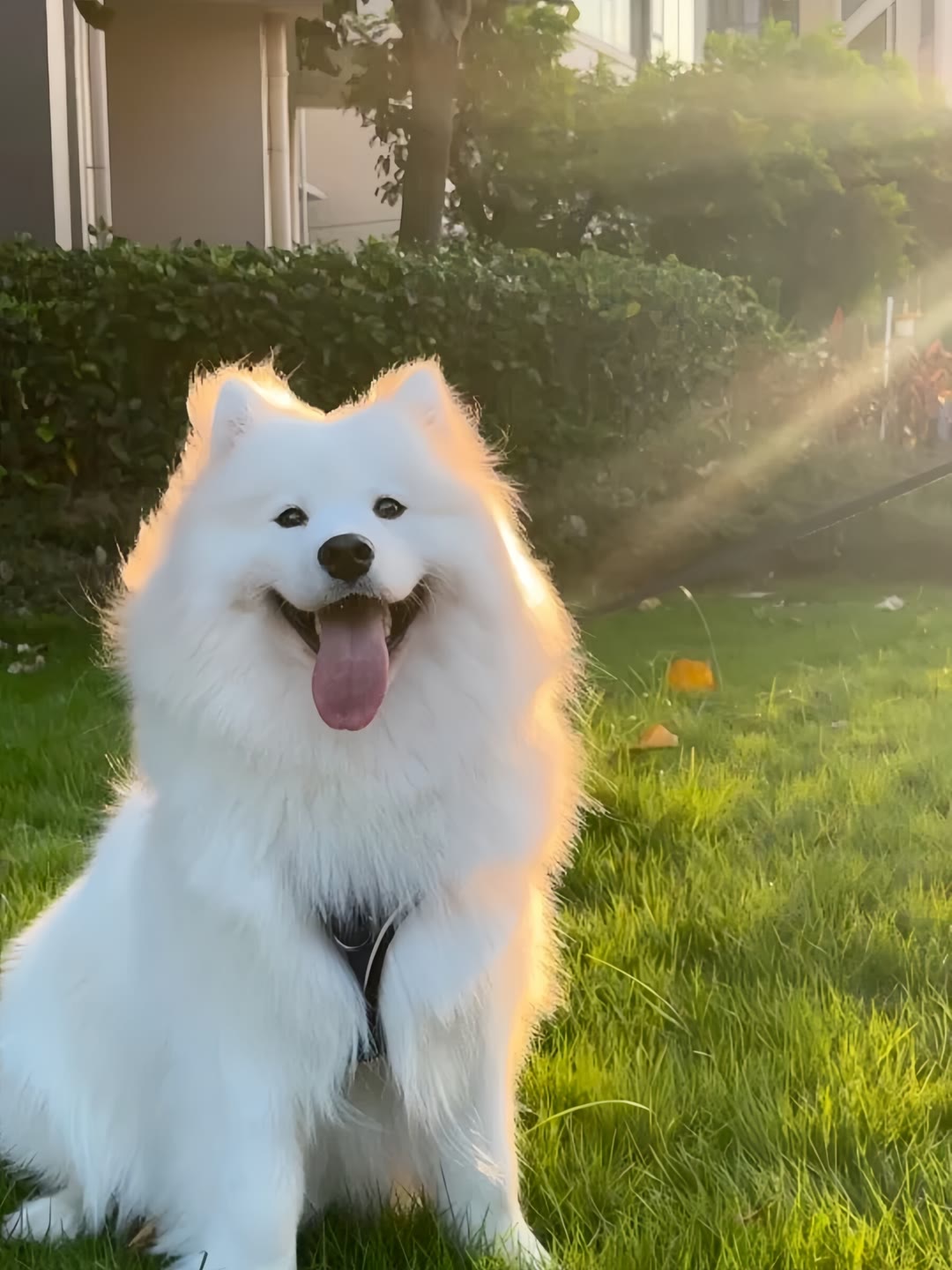 萨摩耶大型犬图片