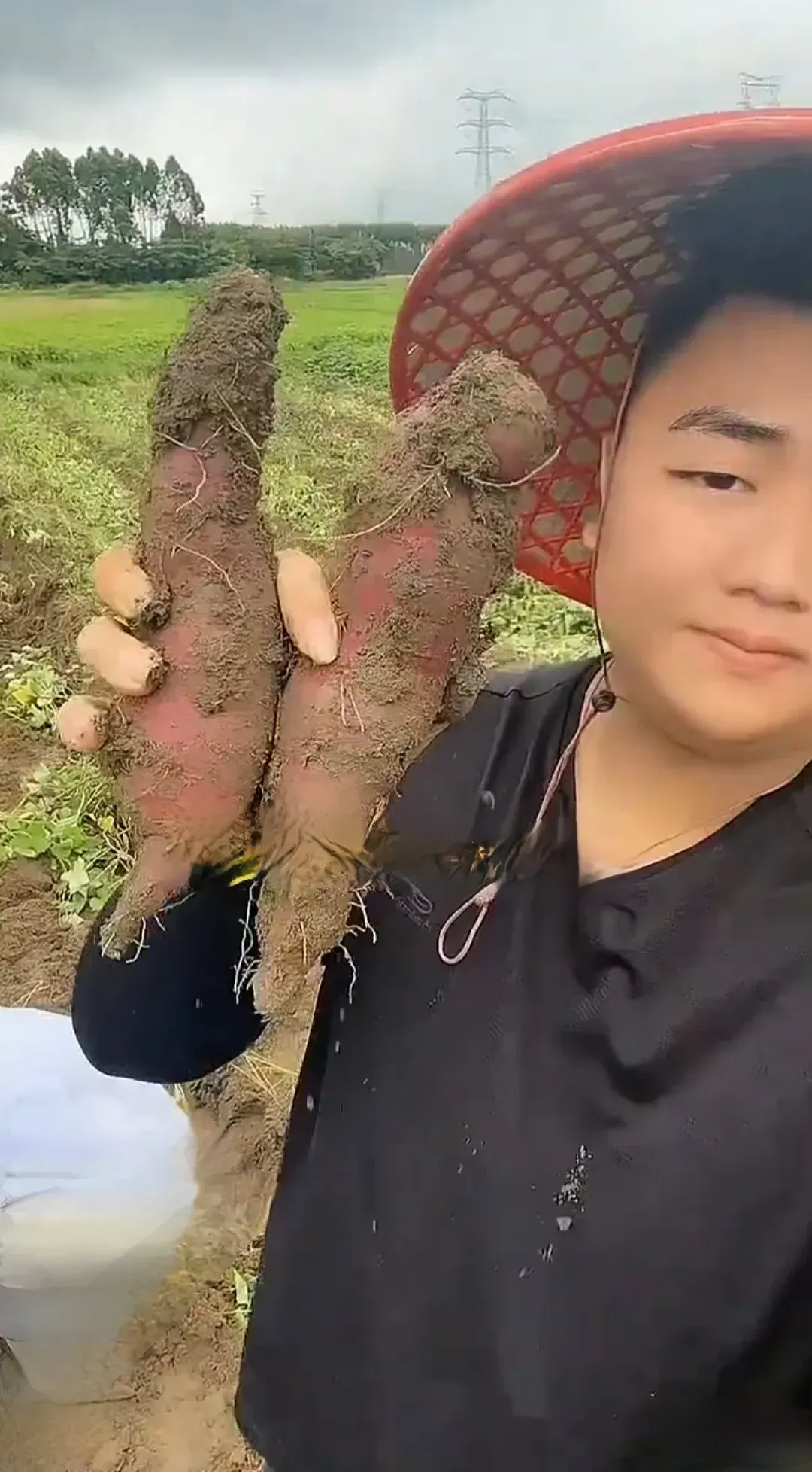 "  全哥顿时就犯愁了:"哪里卖鸡了?是卖番薯呢.