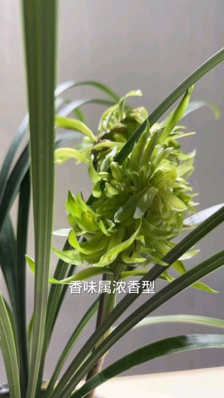 春兰奇花,花开富贵有花苞