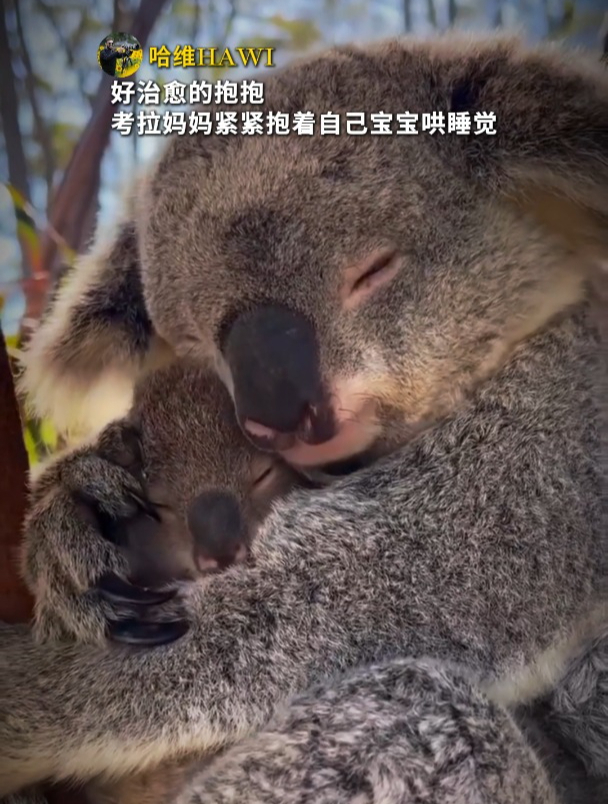 情侣考拉抱意味着什么图片