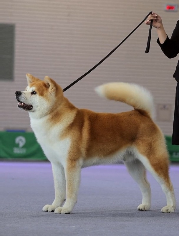 日本秋田犬,忠犬八公的主角
