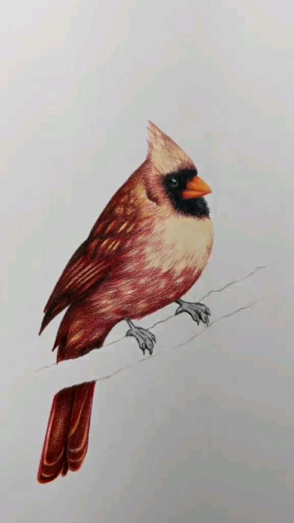 用彩铅绘制逼真的小鸟