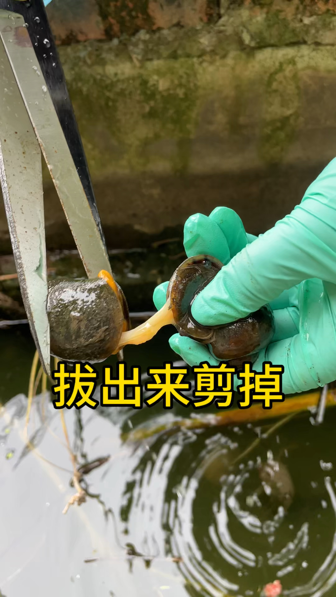 福寿螺绝育,这么太长一根了吧