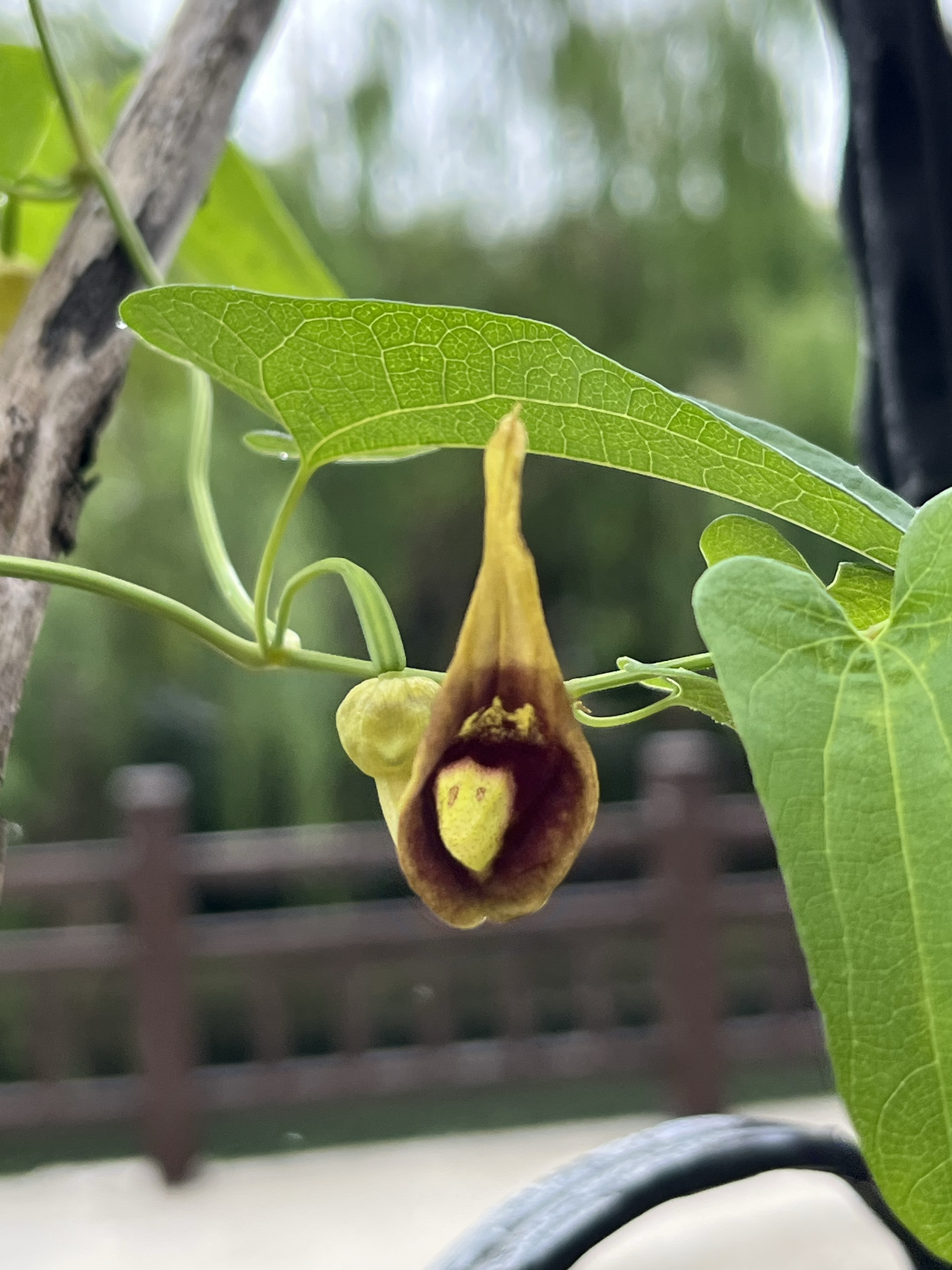 上网查了一下,这是马兜铃,褒贬不一,不知是拔了好,还是留着好?