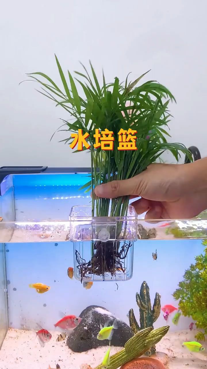 养鱼不想经常换水,那你一定要在鱼缸里水培一些植物,净化水质