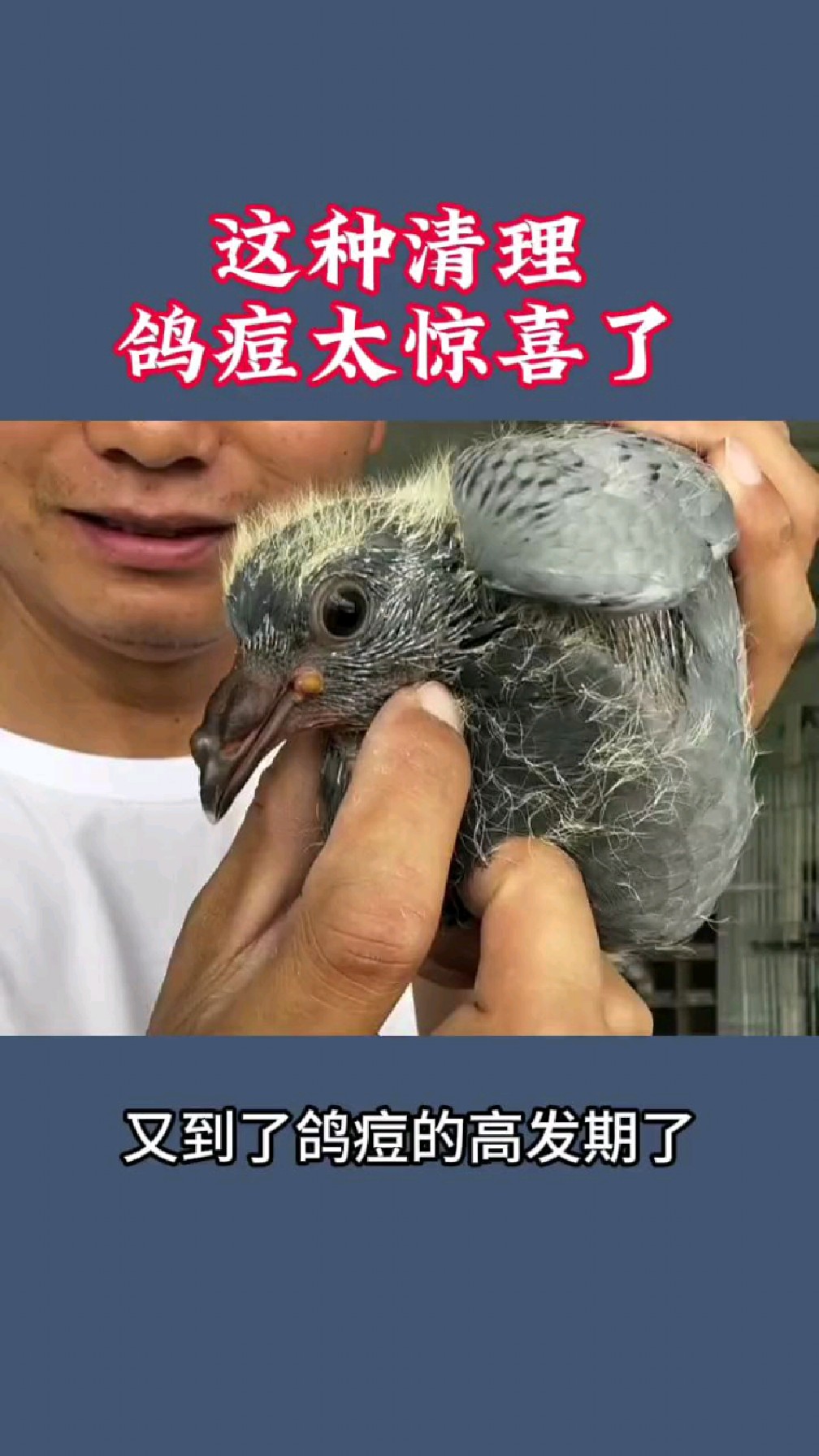 灰鸽子病毒=灰鸽子病毒代码