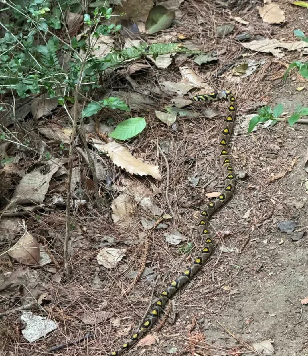 贵州小伙走山路回家,在途中发现了一条怪蛇,这条蛇的脊背上布满了黄色