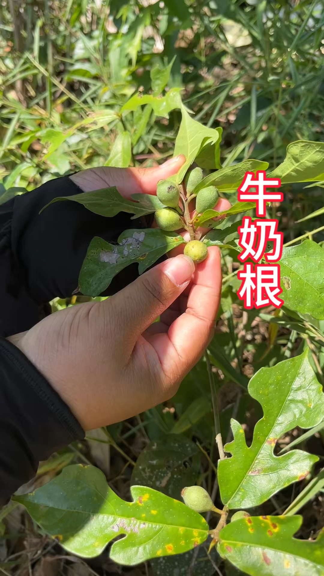 牛奶根图片功效和作用图片