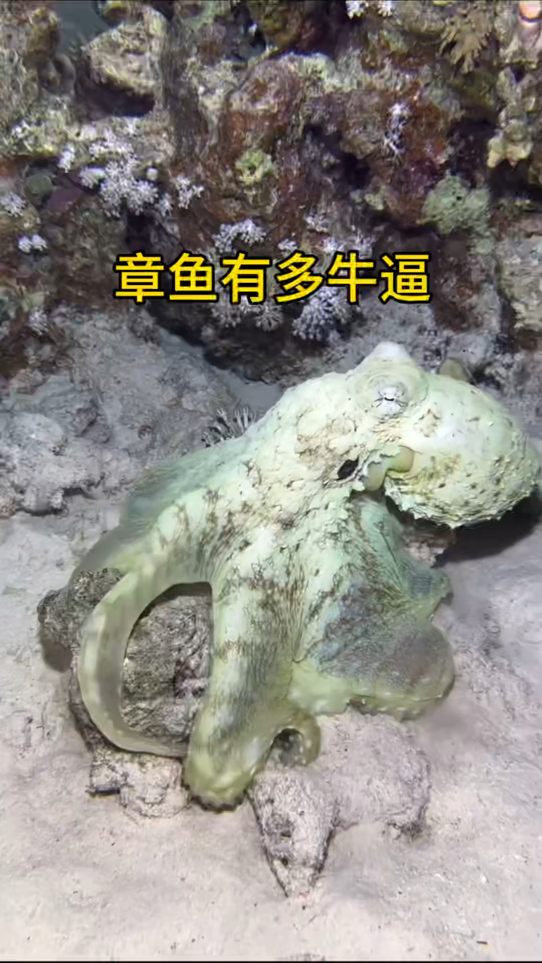 章鱼有九个大脑,而且是伪装大师,绝对是高智商动物