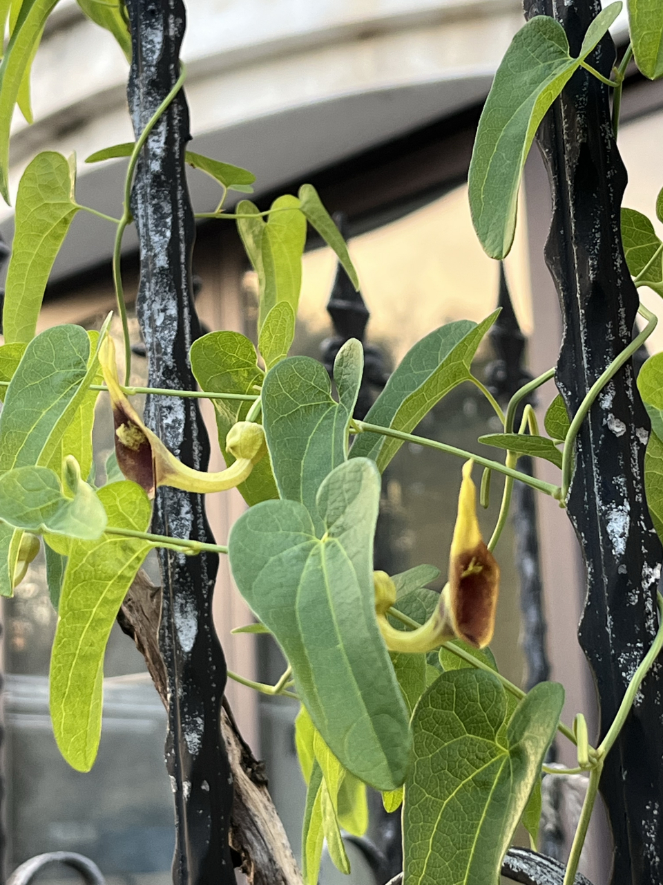 上网查了一下,这是马兜铃,褒贬不一,不知是拔了好,还是留着好?