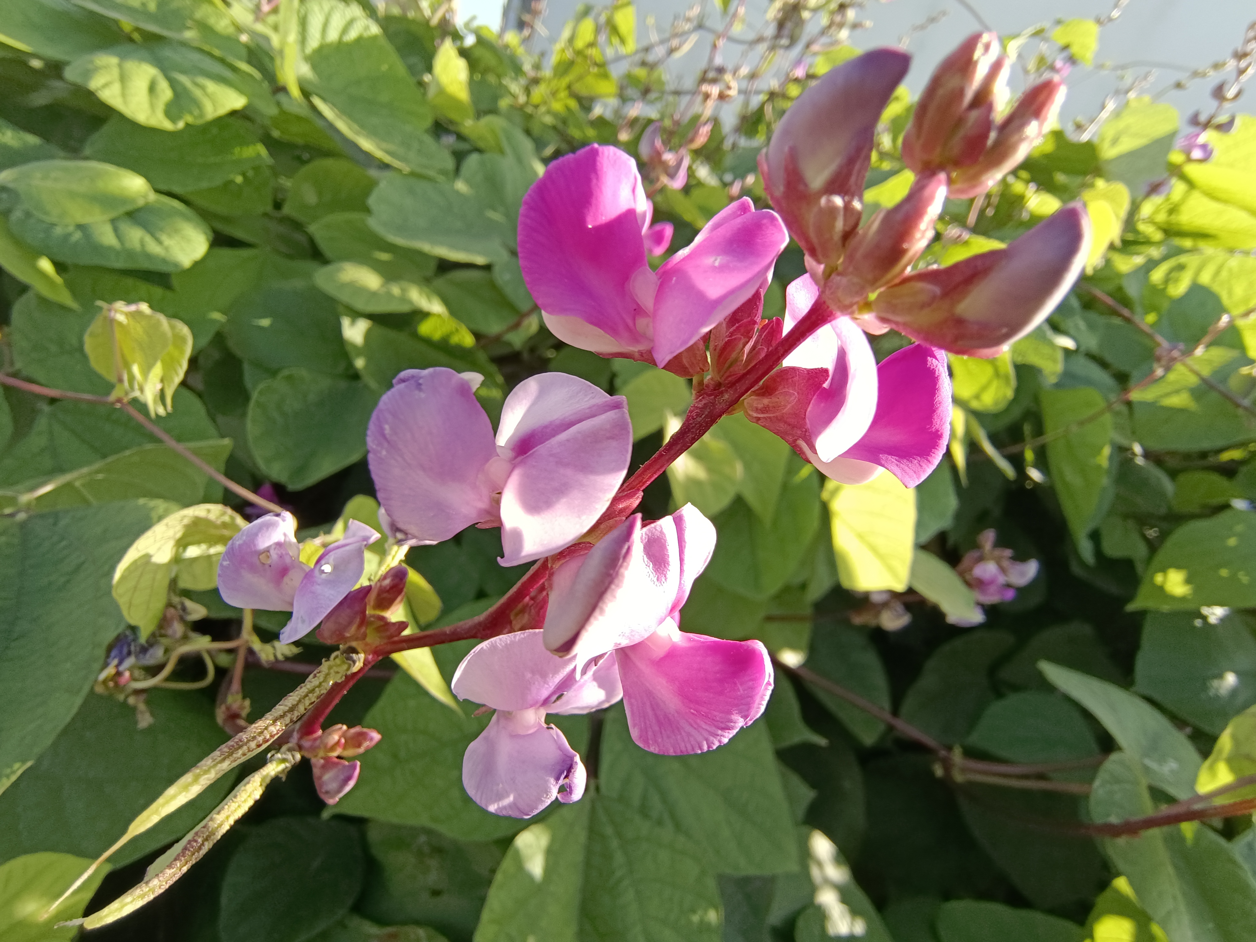 扁豆花花语图片