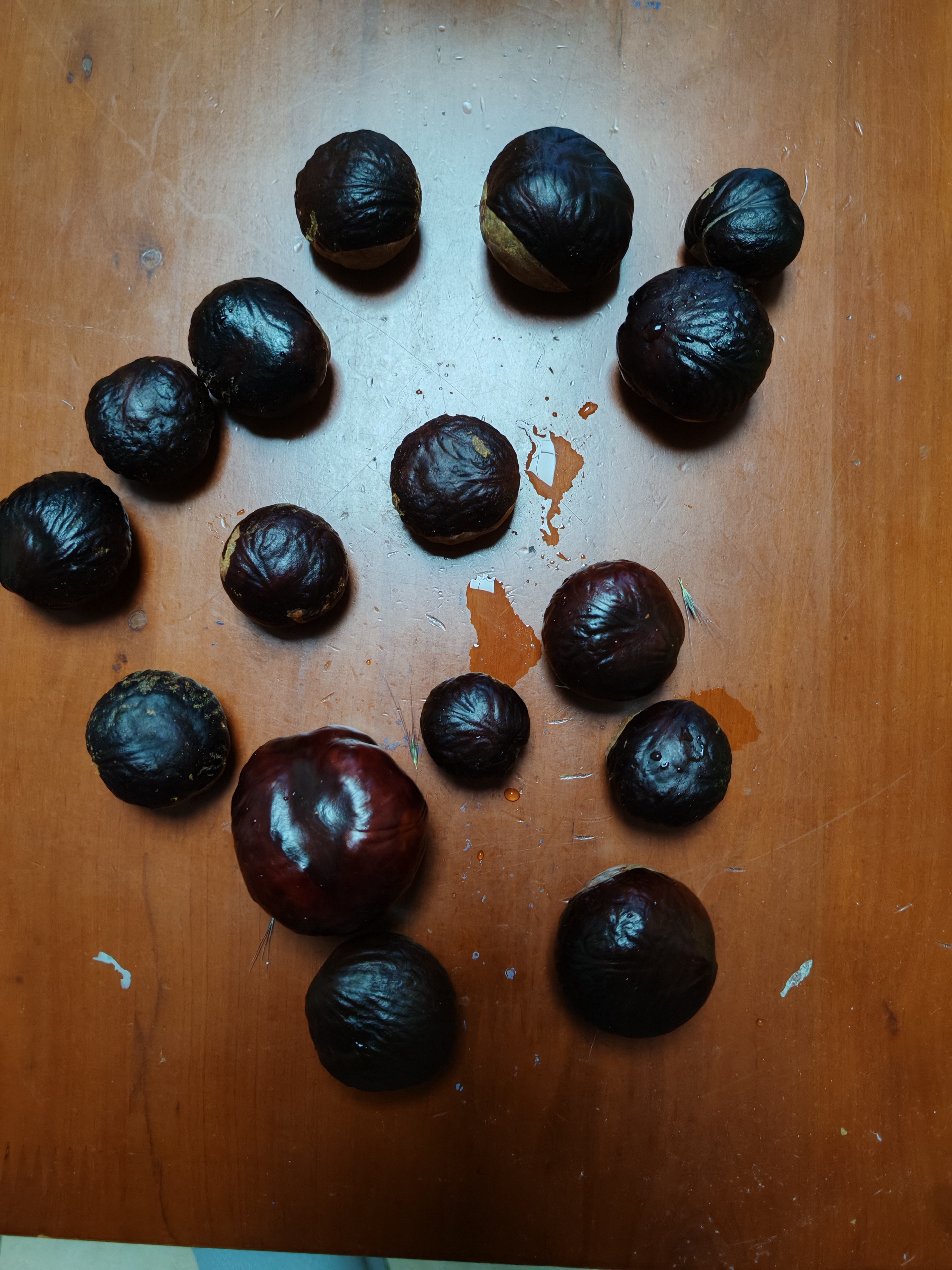 可不要乱吃,这是七叶树的果子,又叫婆罗子,这么佛系的名字,可惜有毒!