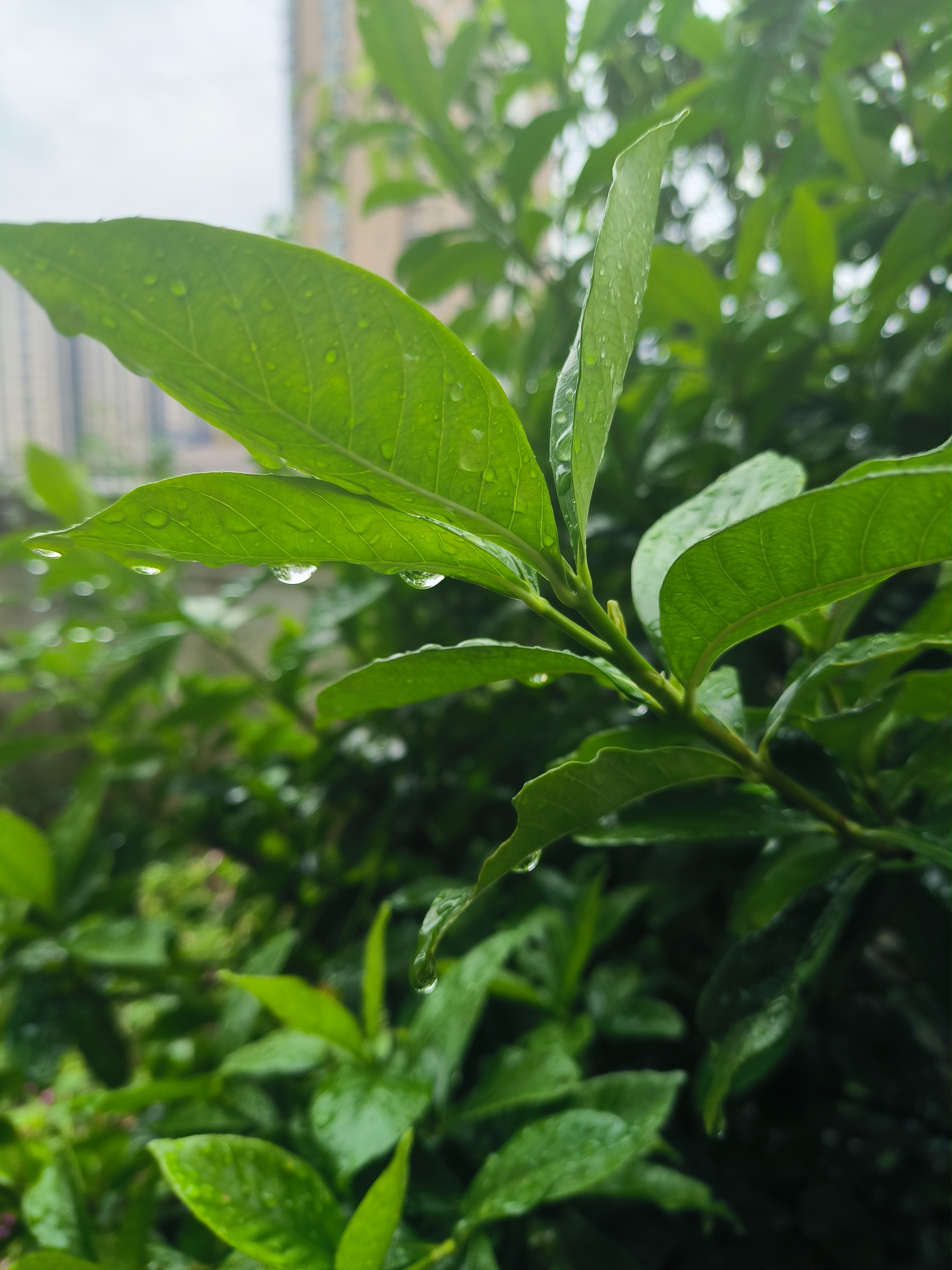 江城子·秋雨感殇