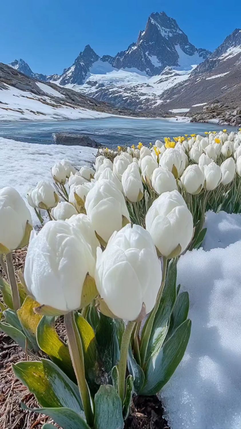 苞叶雪莲简笔画图片