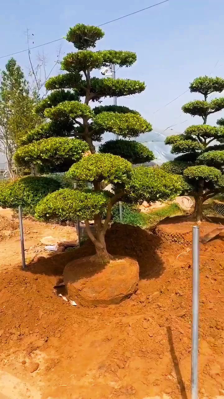 瓜子黄杨造型树黄杨入户发家致富四季常青不落叶耐寒耐旱