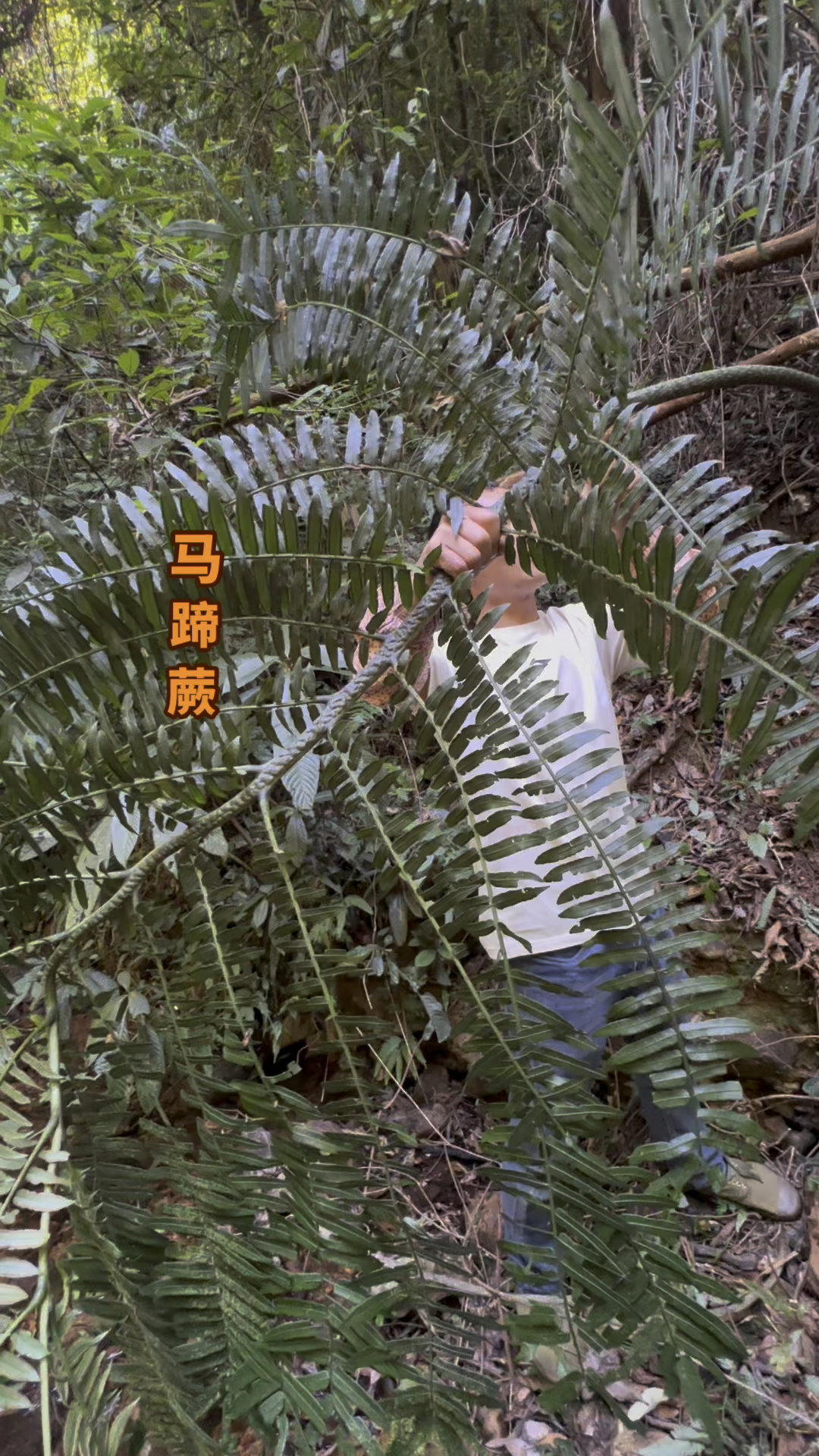又给大家认识一种国家二级保护植物,观音坐莲棵