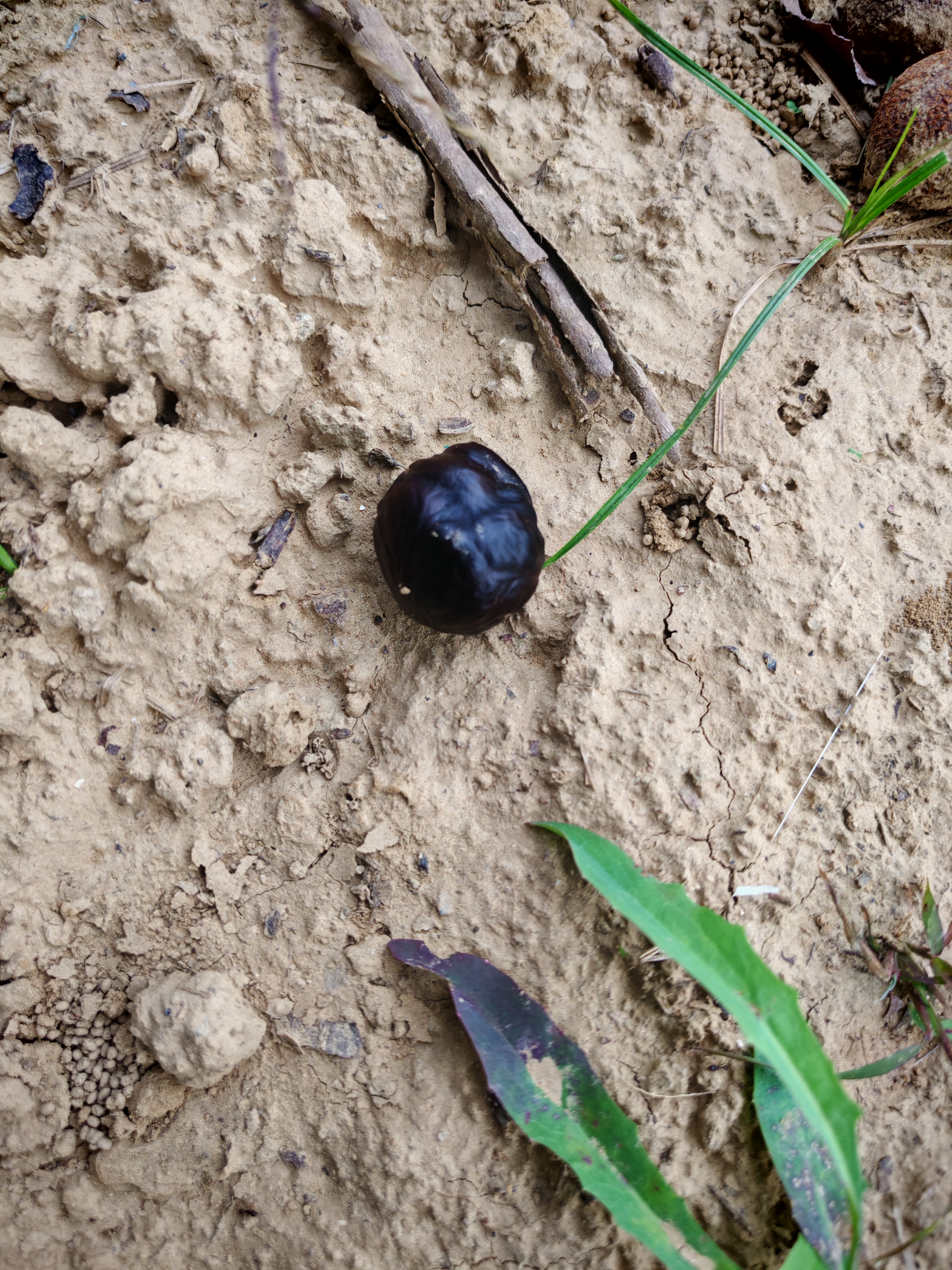 可不要乱吃,这是七叶树的果子,又叫婆罗子,这么佛系的名字,可惜有毒!