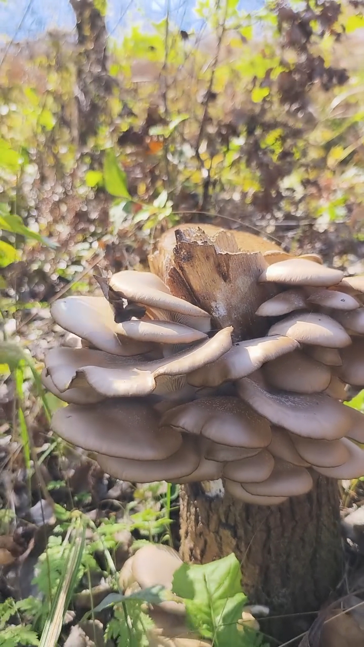 树根上长的蘑菇图片图片