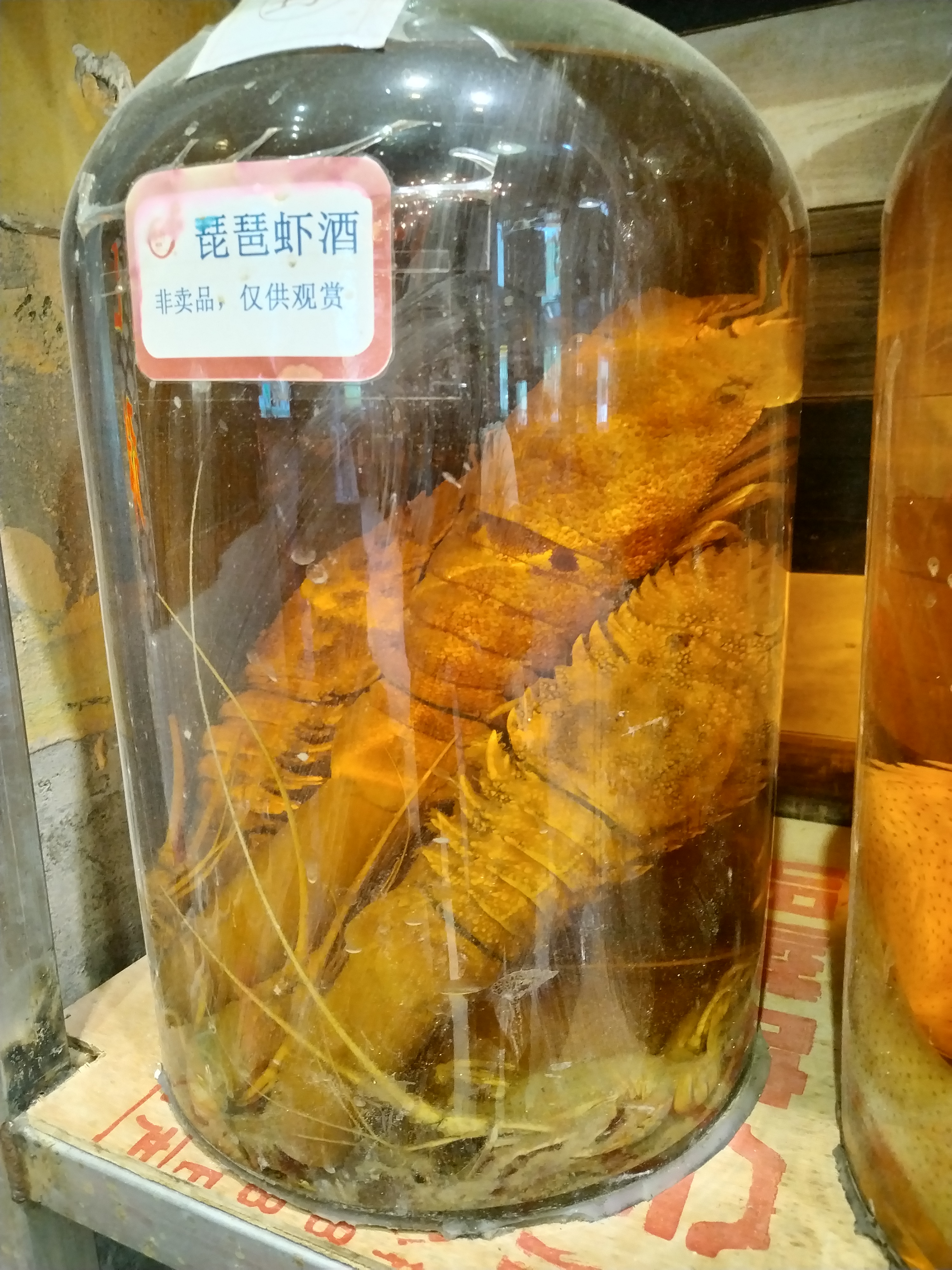 海蟑螂泡酒图片