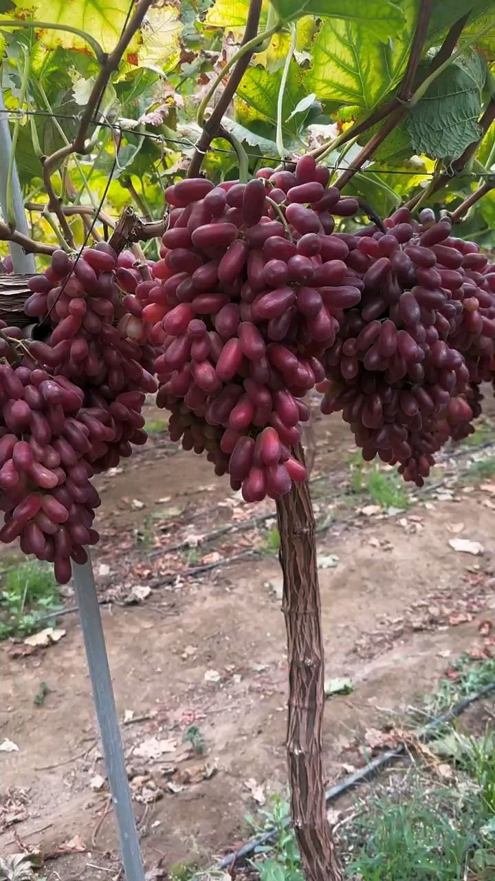 克伦生葡萄花穗修剪图片