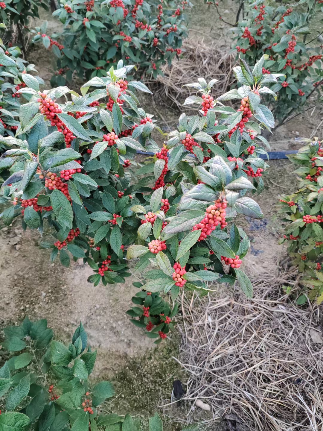 北美冬青开花时间图片