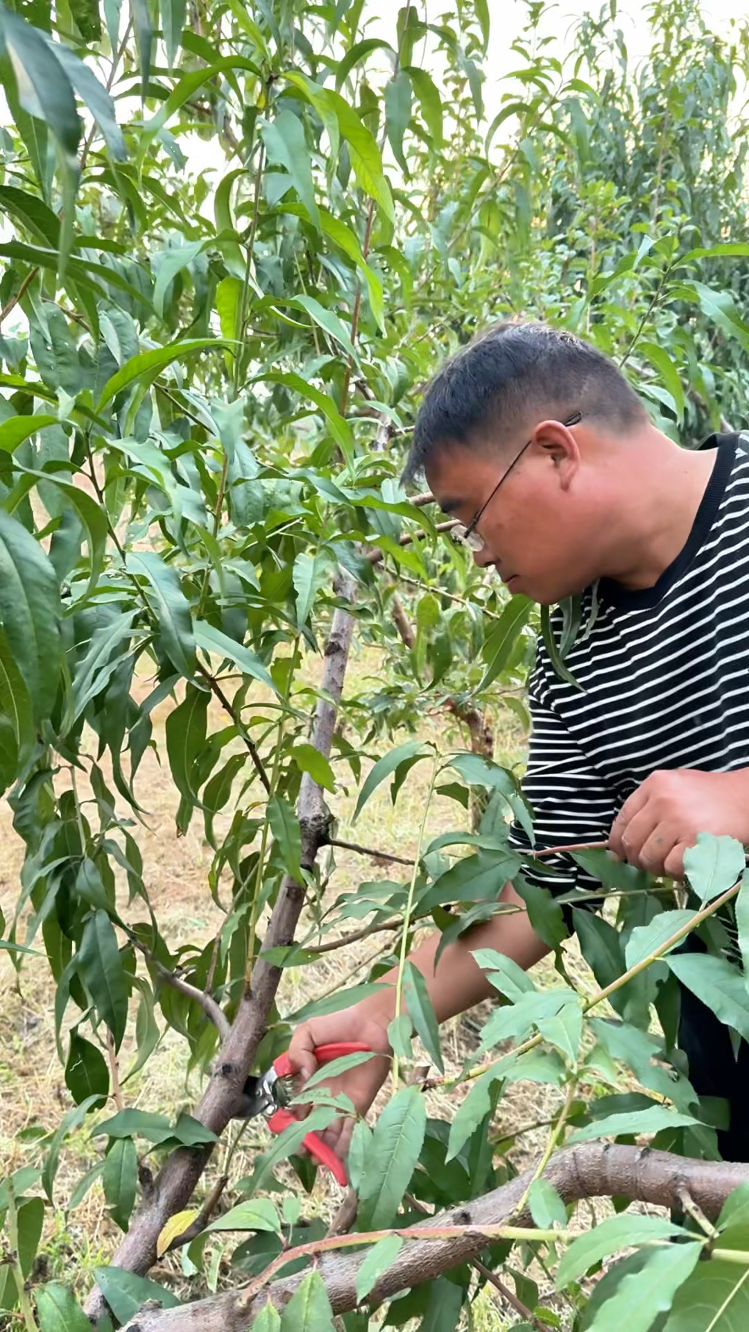 桃树修剪方法分享,一分钟学会