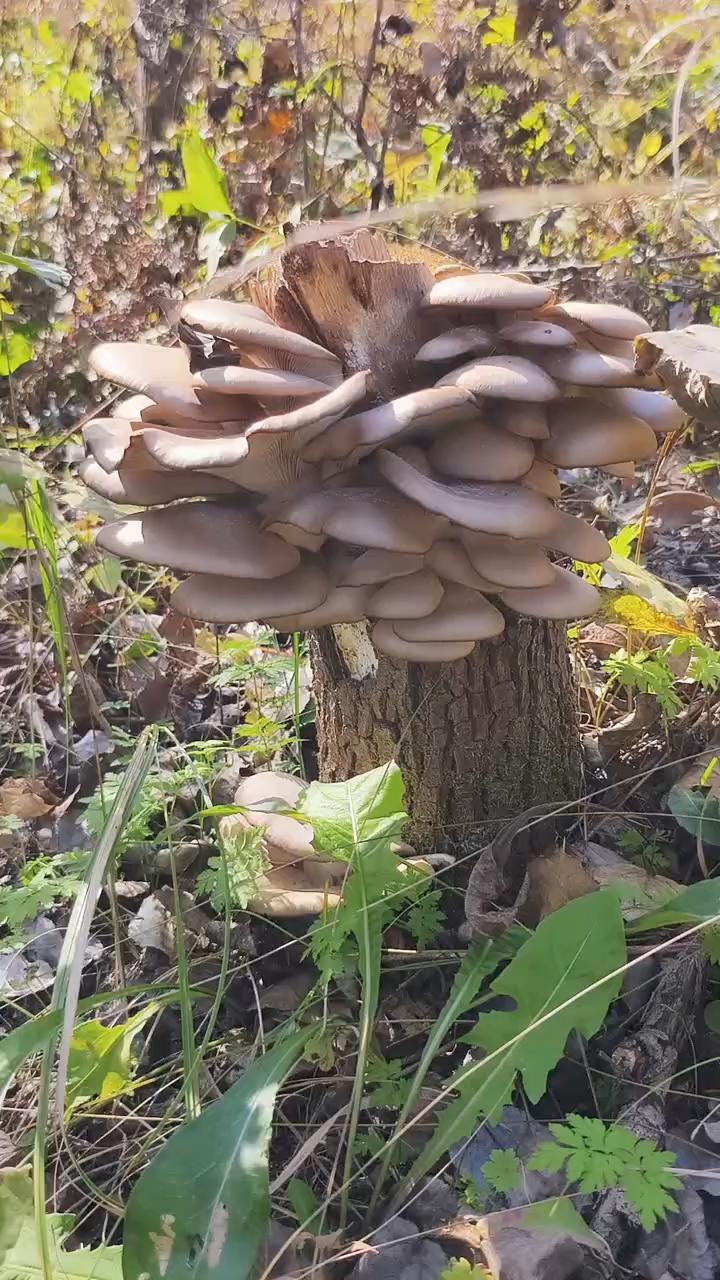 树根上长的蘑菇图片图片