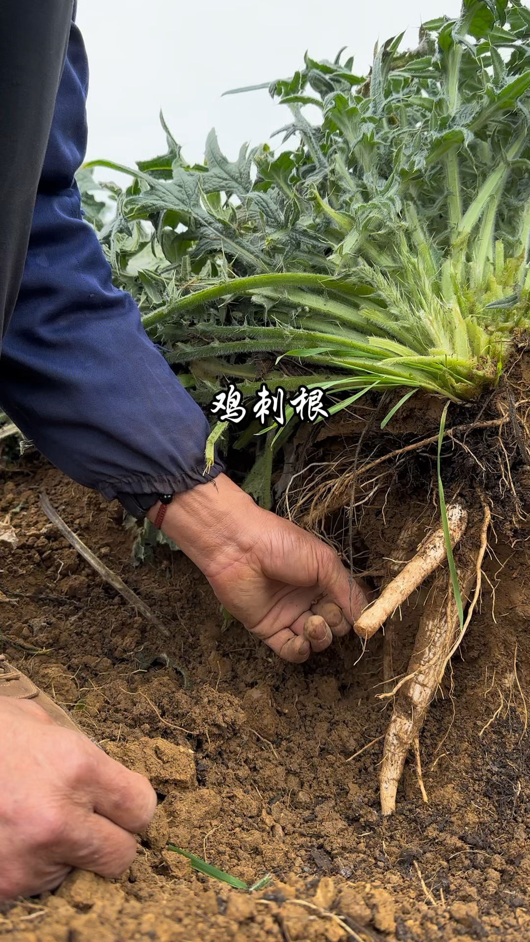 鸡仔树根功效与图片图片