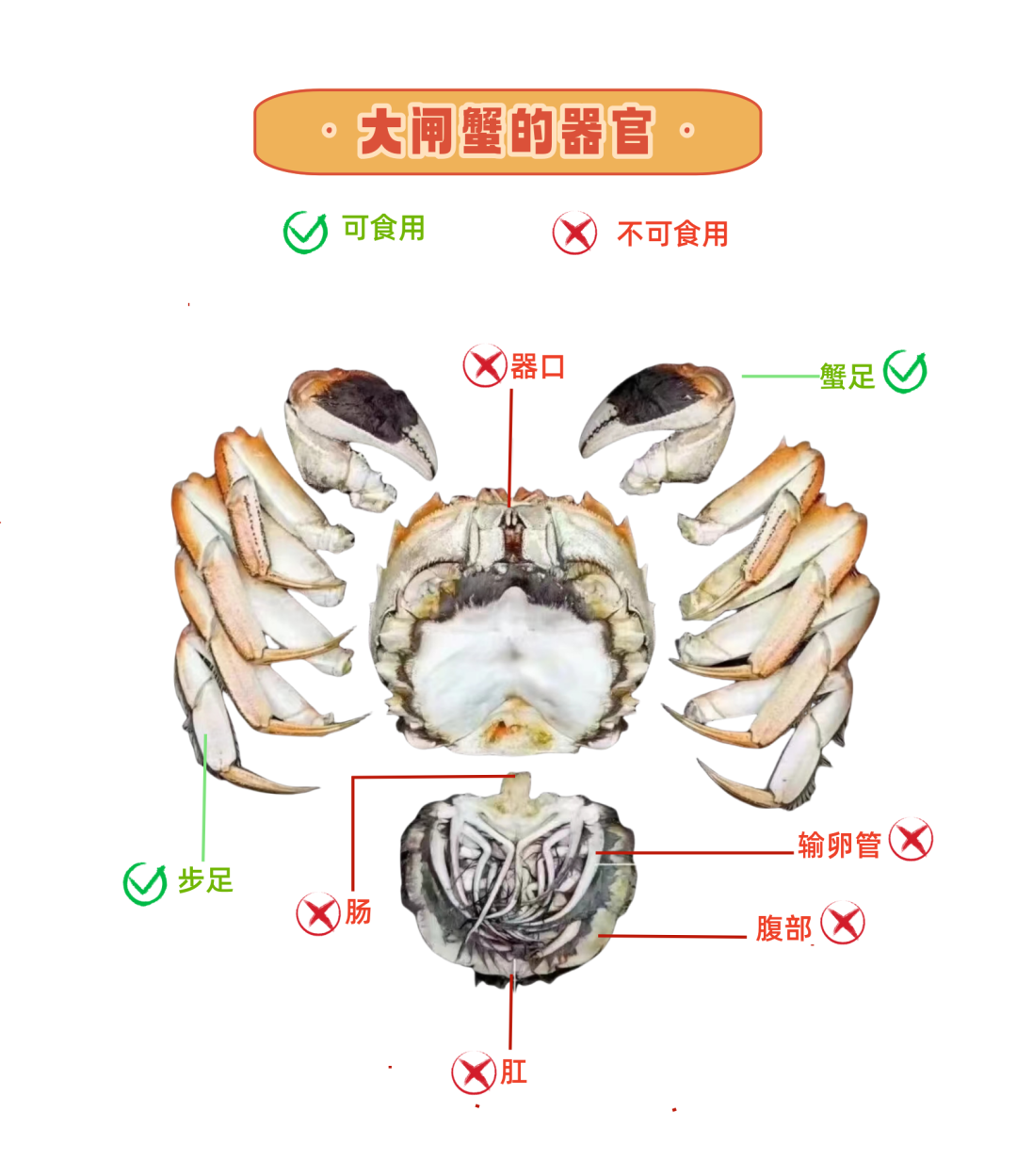 螃蟹有几条腿正确图片