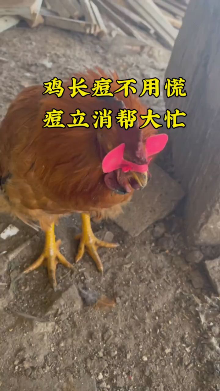 为什么男生鸡长痘痘图片