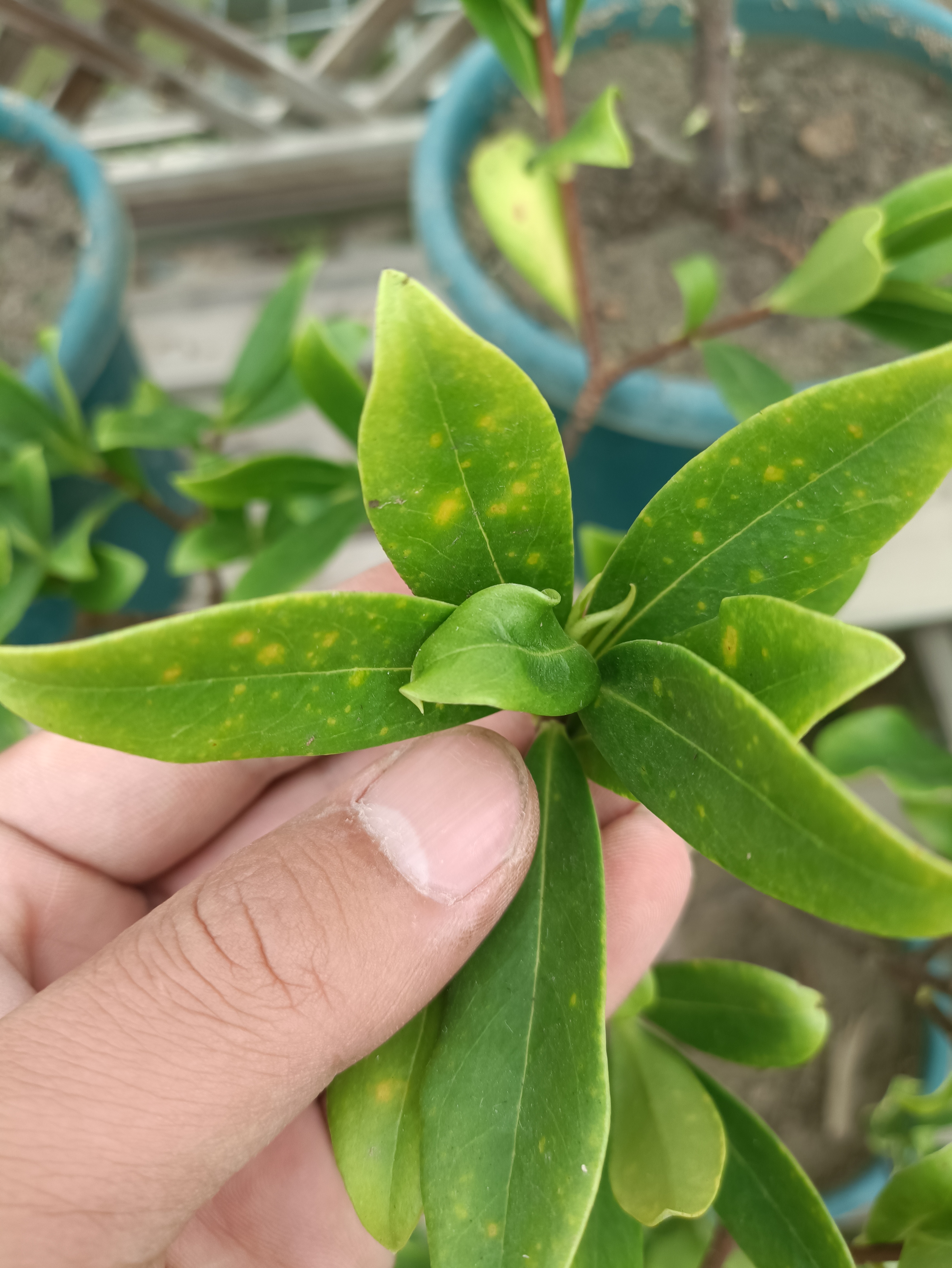 有没有大神知道这个症状是什么病虫害.金边瑞香正面黄点,背面如图