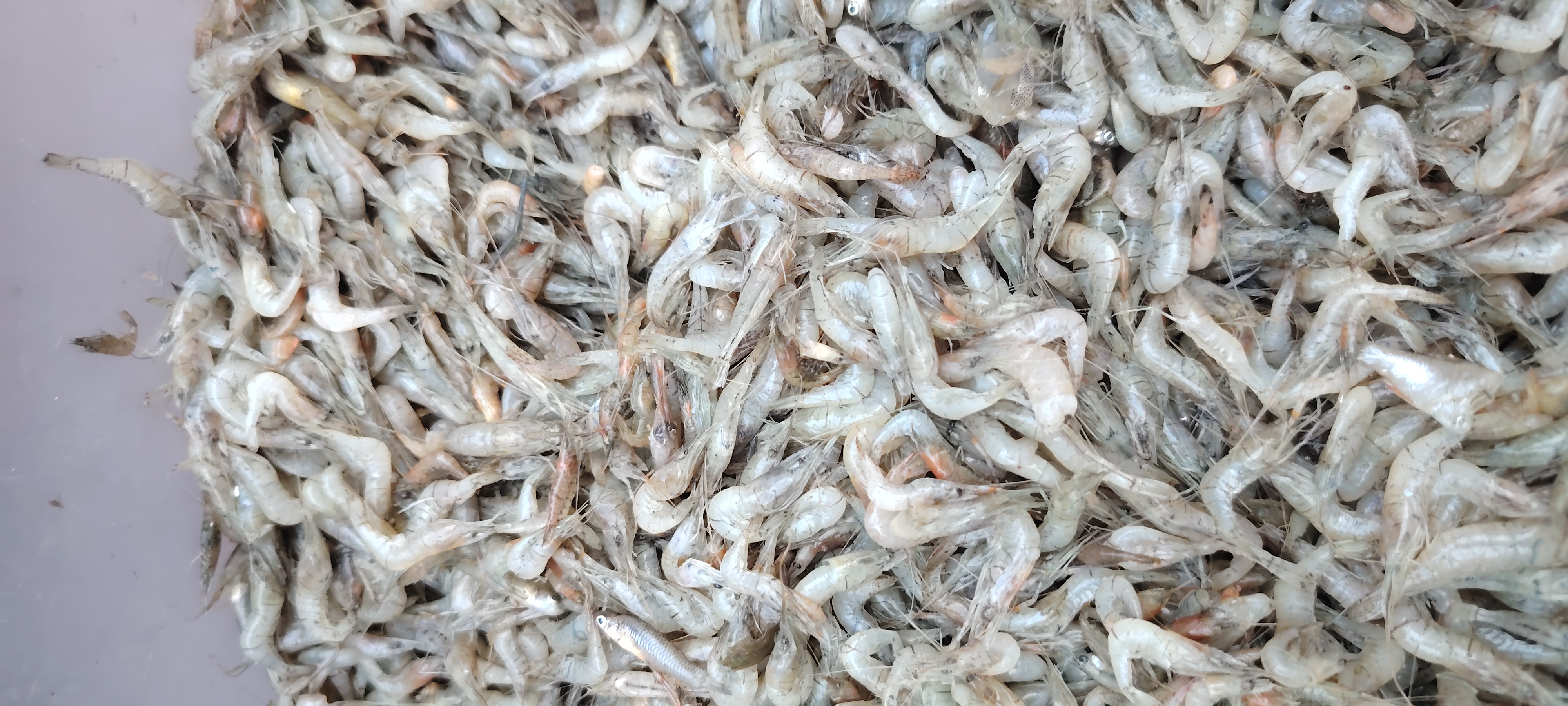 亲爱的读者朋友们,请问这样的小河虾你们也爱吃吗