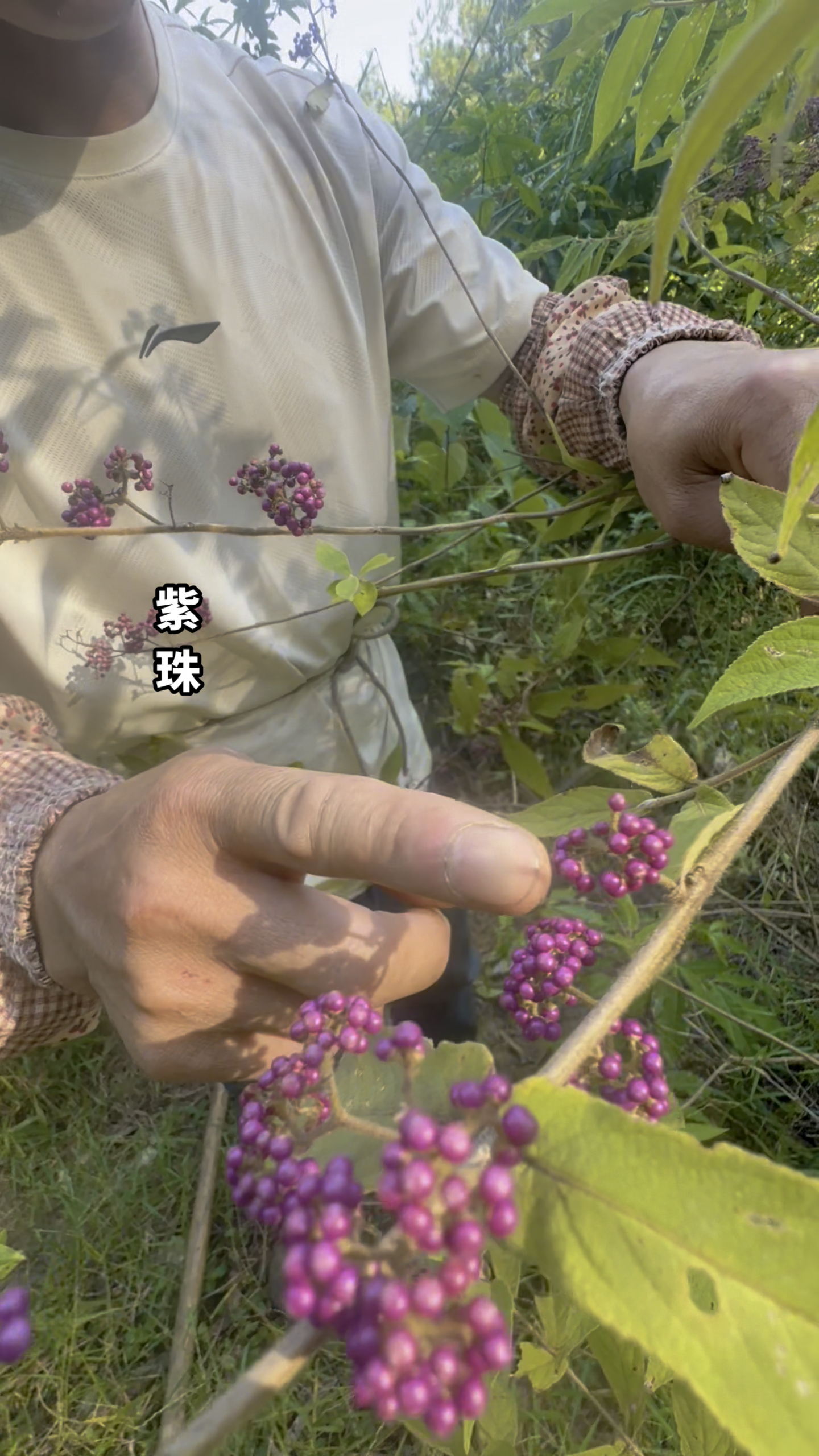 紫花苜蓿草果实图片图片