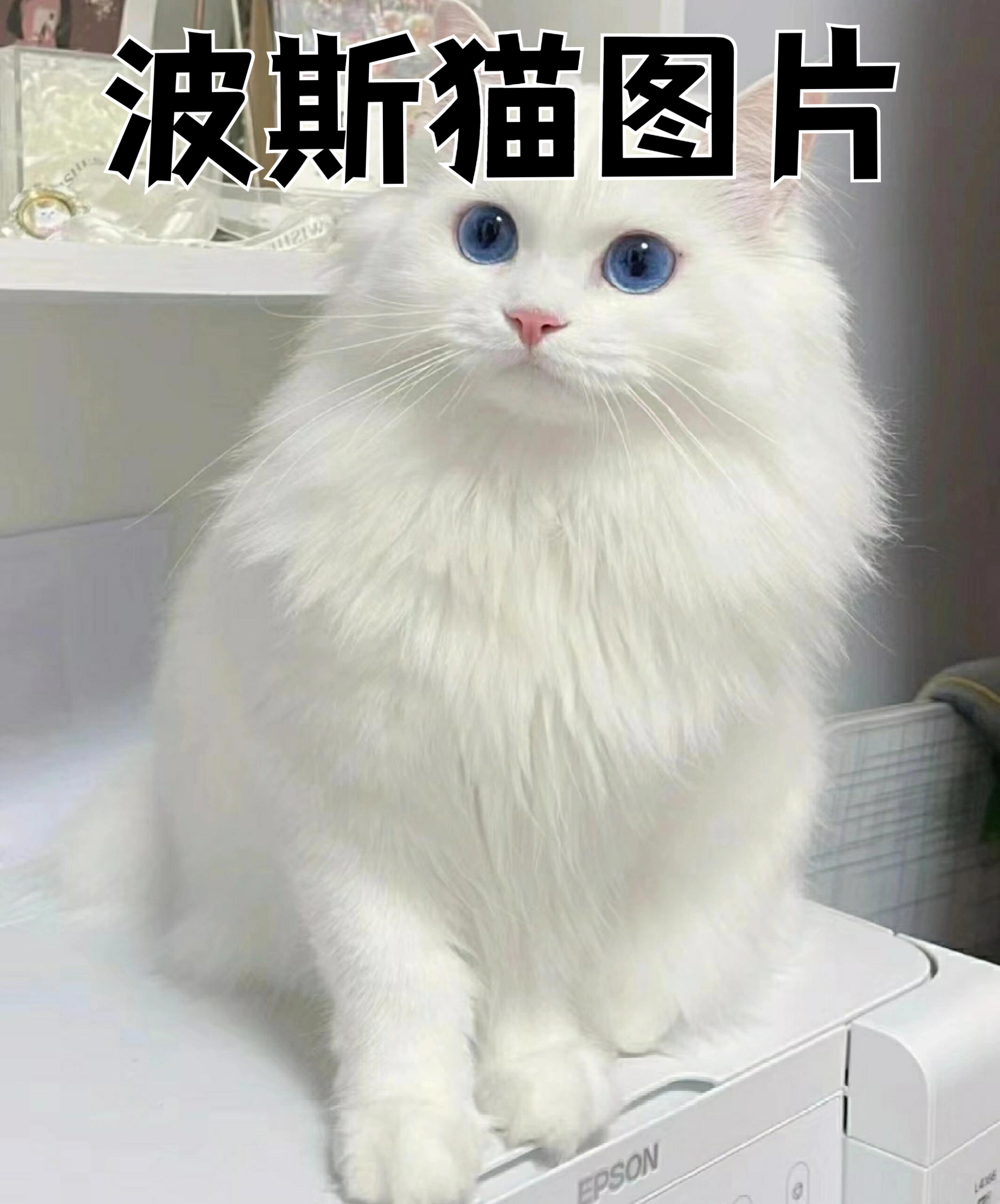 美片翡翠波斯猫图片