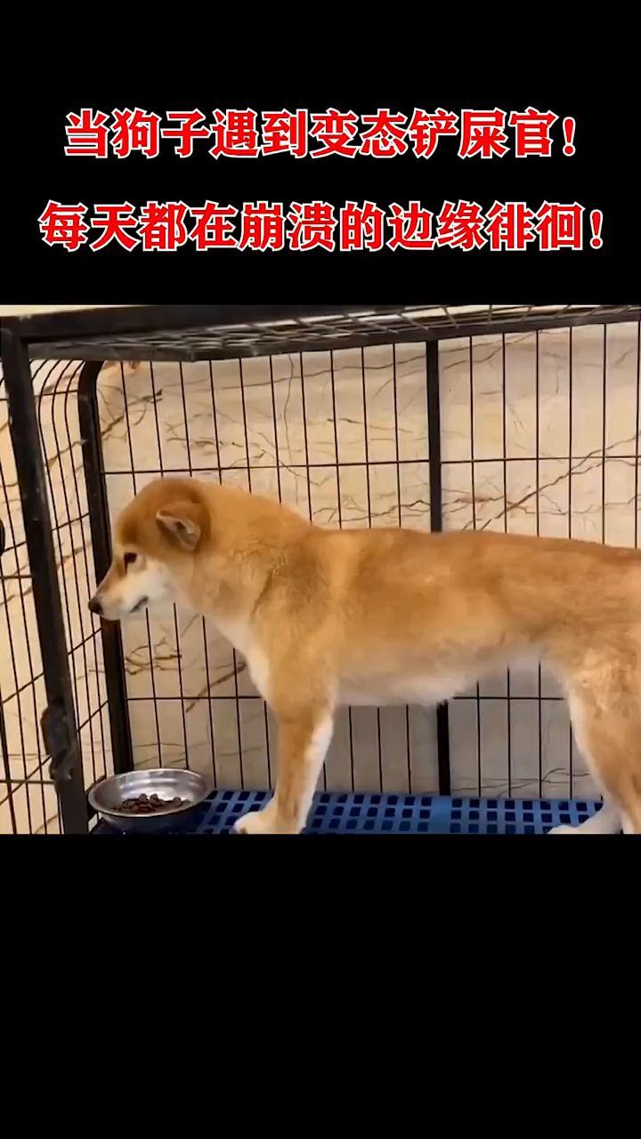当狗子遇到老六铲屎官
