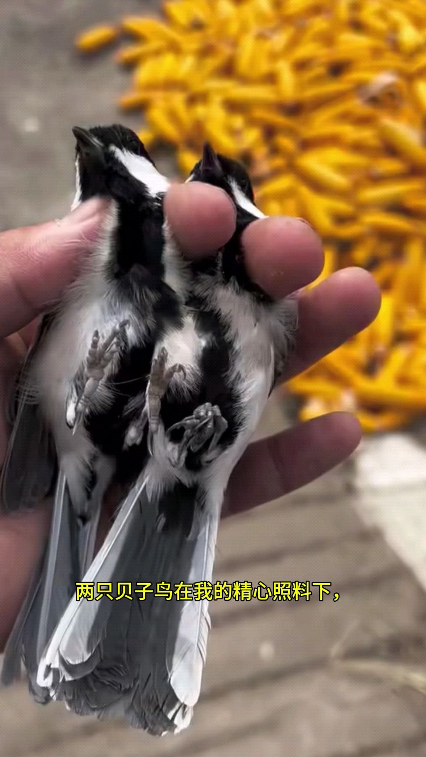 精心照顾的两只贝子鸟放生