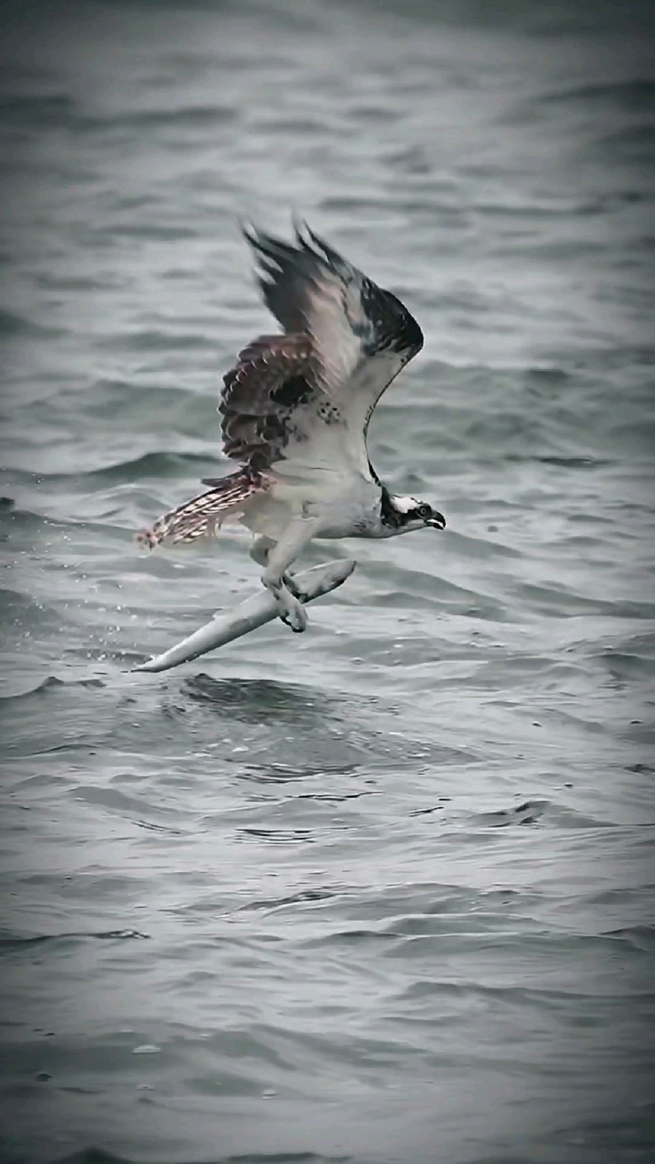 它好像有些力不从心,鱼鹰