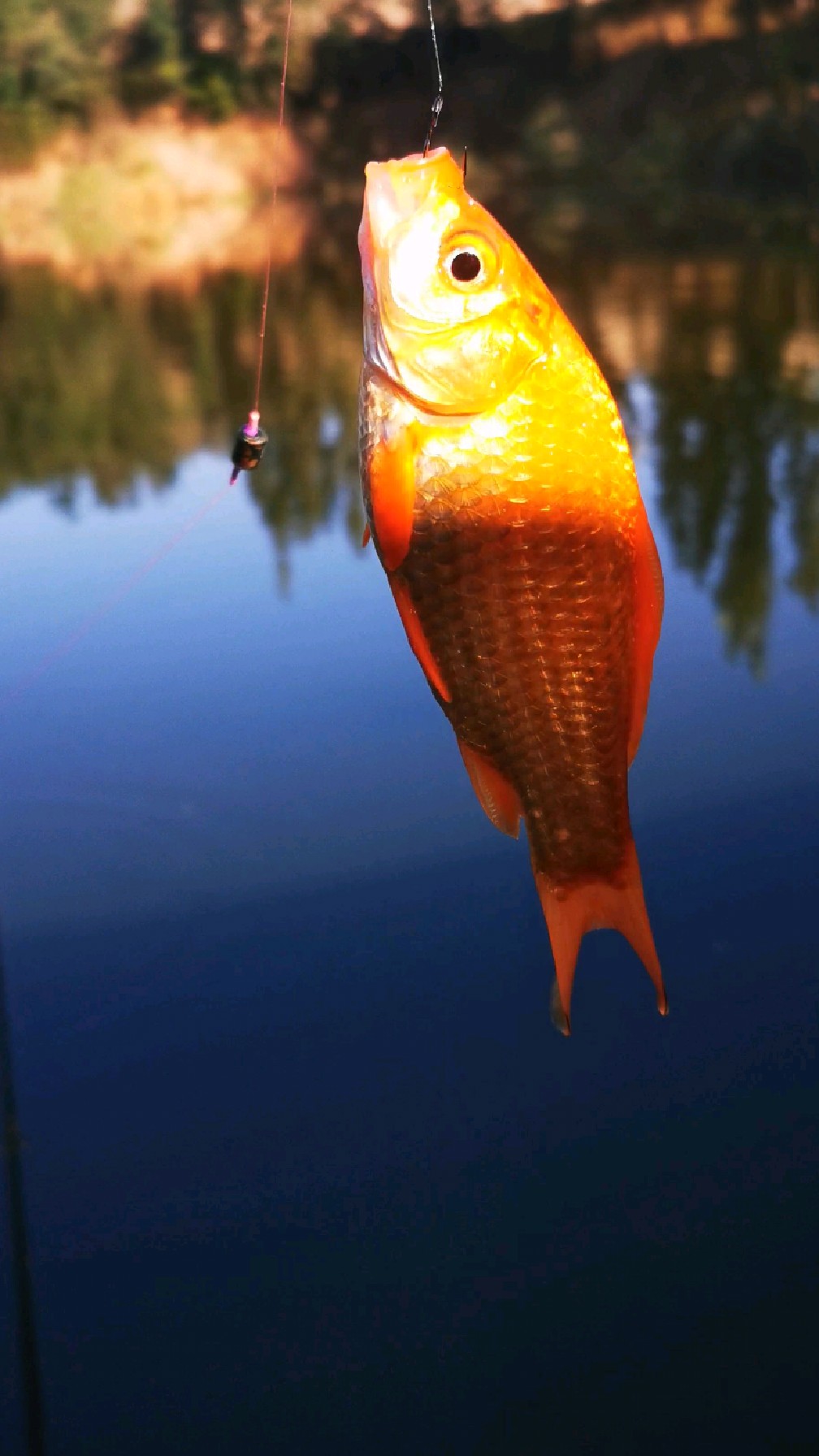 艳丽的红鲫鱼也来报道了!兆示鸿运当头啊!