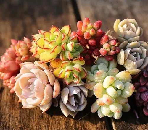 种上赤橙黄绿青蓝紫,七款多肉七彩梦!让你的窗台变成彩虹花园!