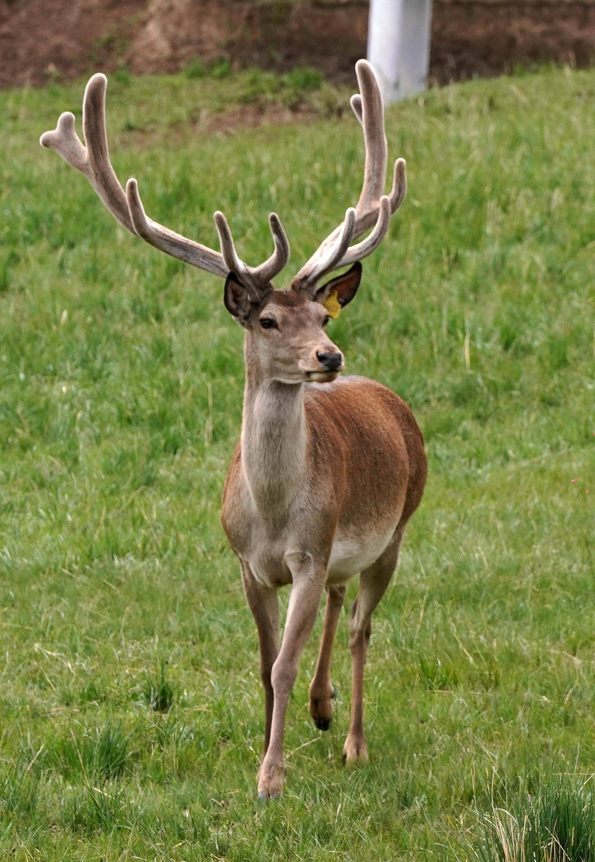 "逐鹿中原" 这一成语,蕴含着深厚的历史文化内涵