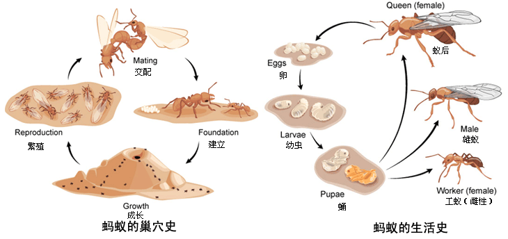 蚂蚁成长四个过程图片