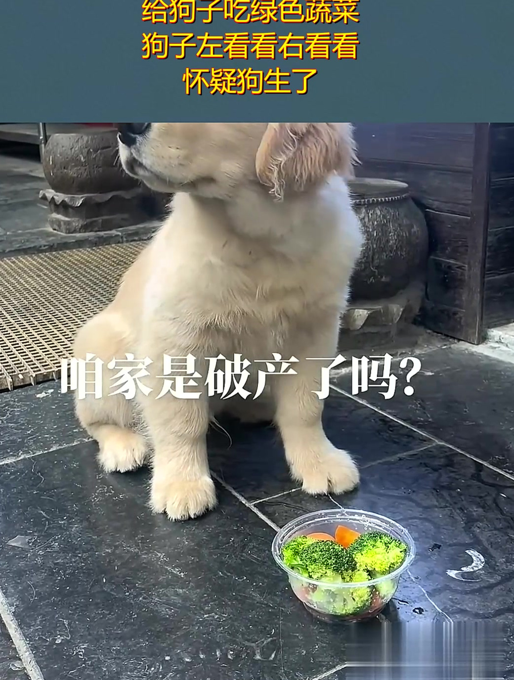 怀疑狗生图片