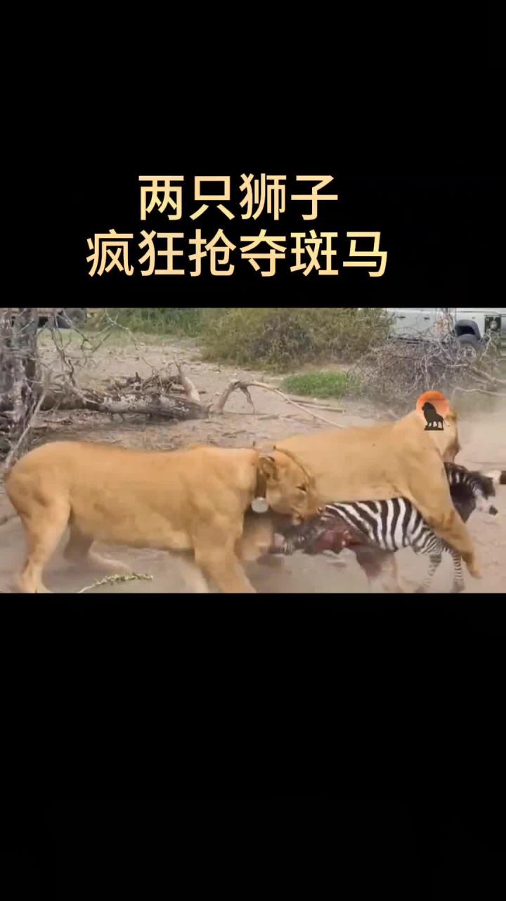 两头狮子疯狂抢夺斑马!