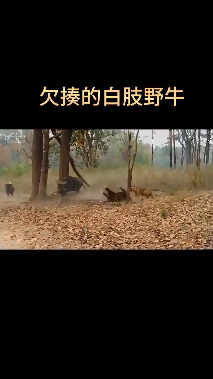 欠揍的白肢野牛!