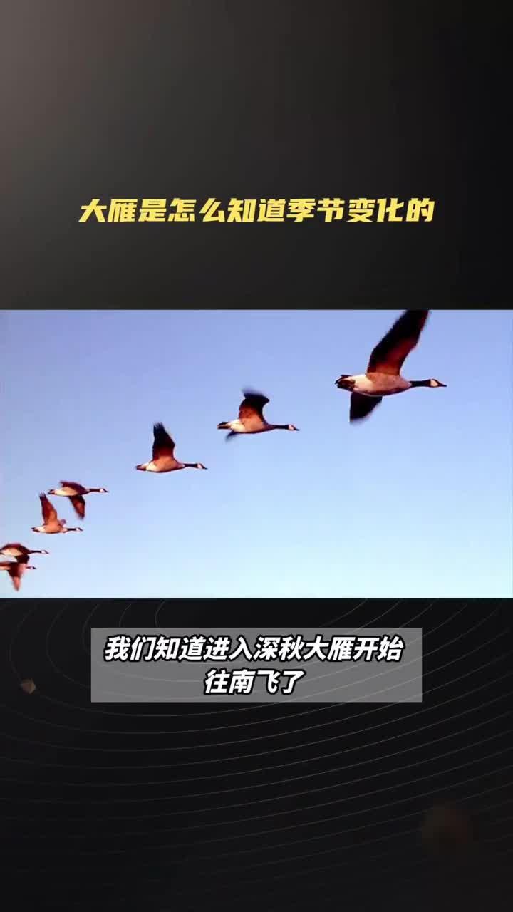 大雁是怎么知道季节变化的呢?一个视频带你了解