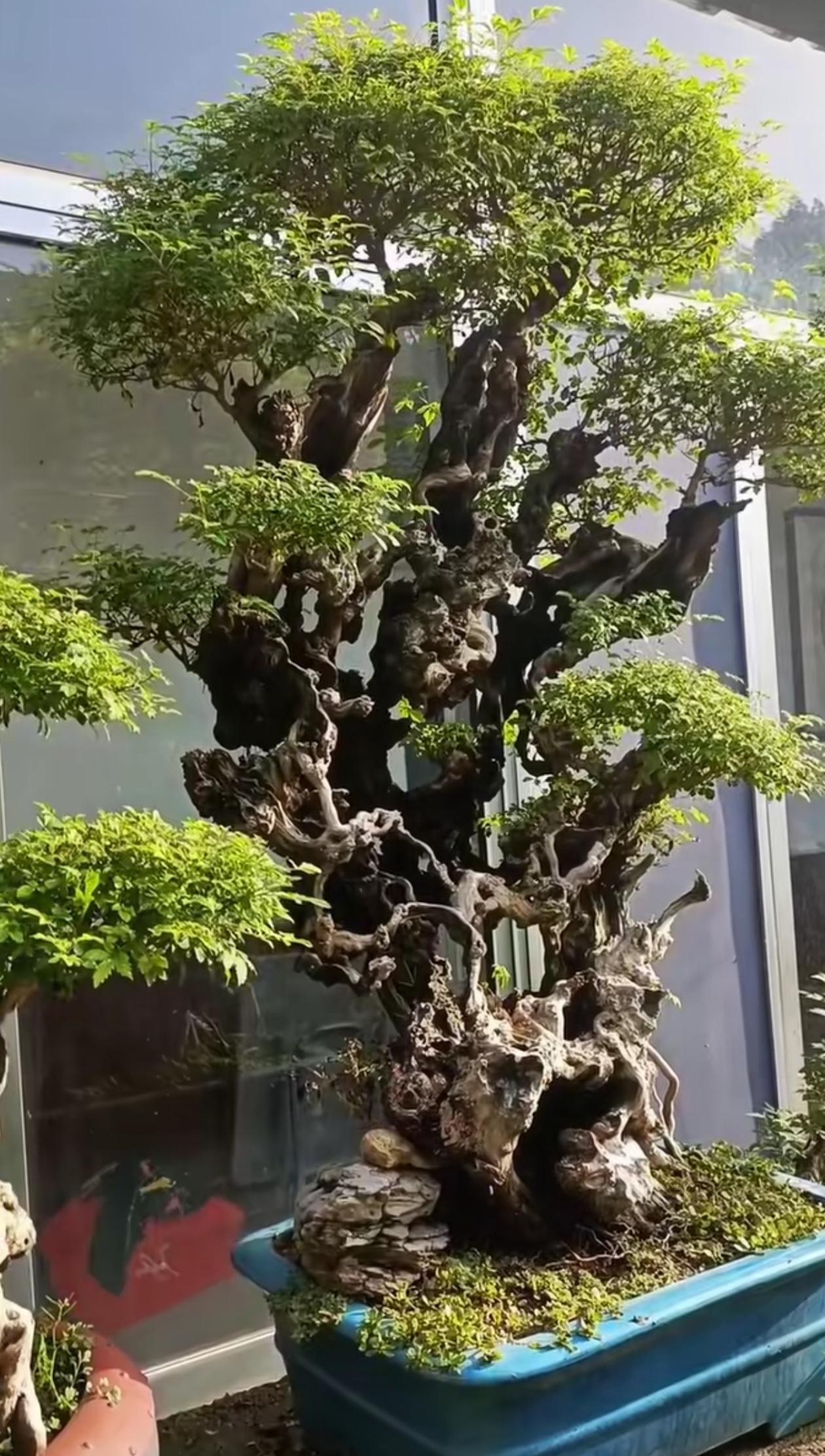 这确实是我这些年来见过的最漂亮的黄荆盆景
