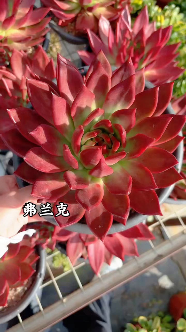 多肉植物品种图鉴,弗兰克