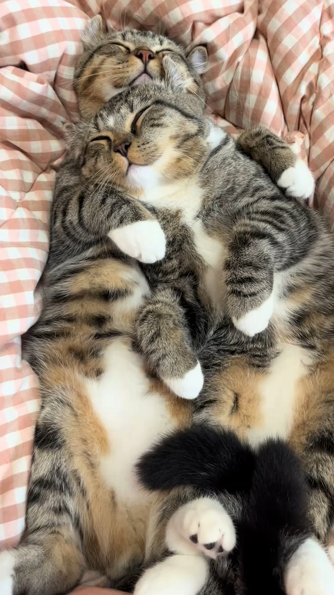 抱着自己的妹妹睡觉觉